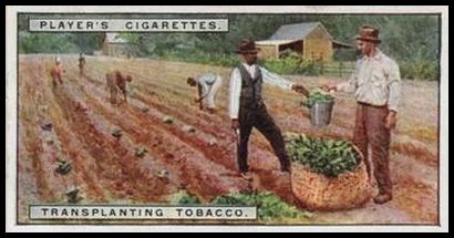 4 Transplanting Tobacco